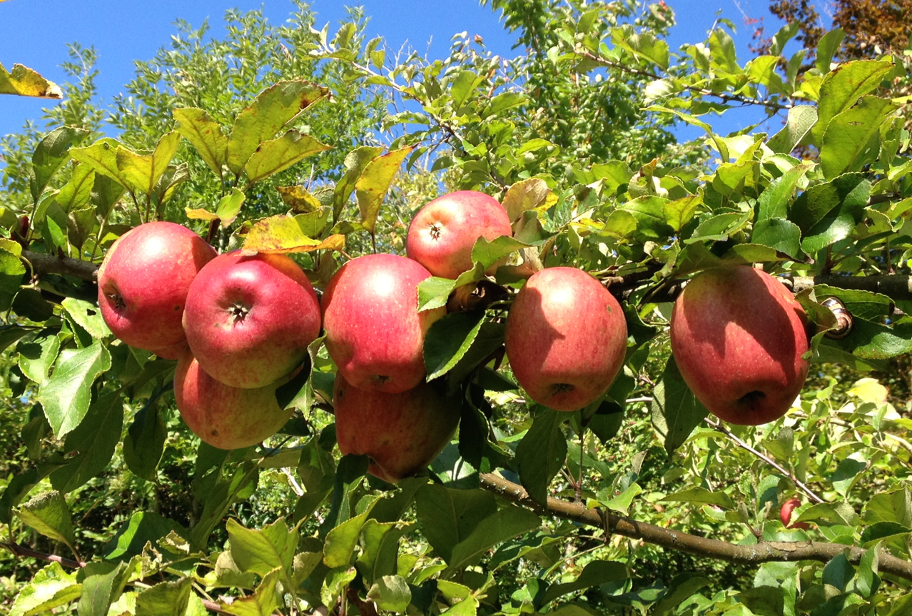 Apples