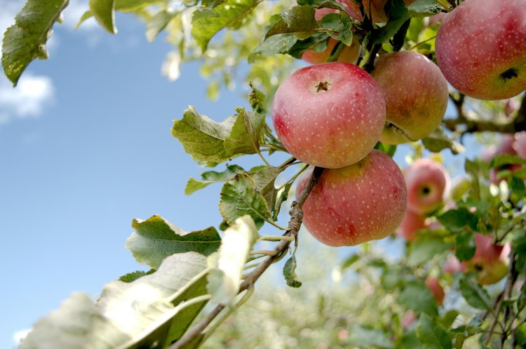 Apple tree