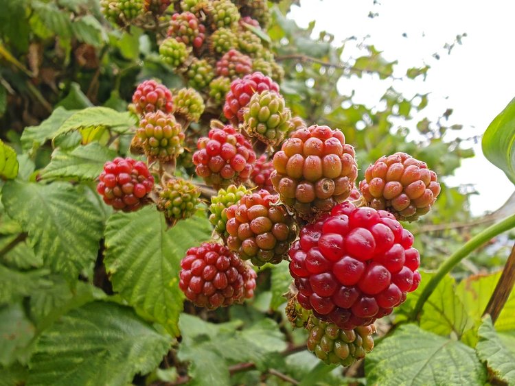 Berry bush