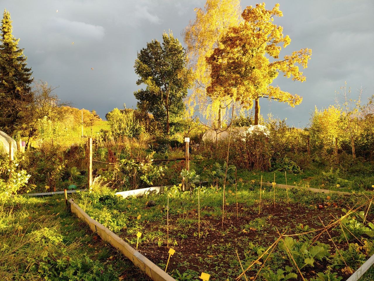 Our garden