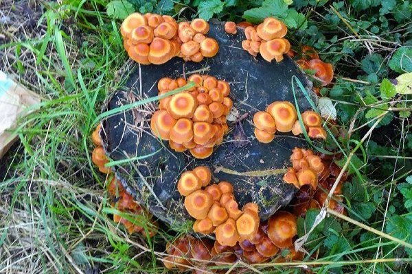 A mushroom log