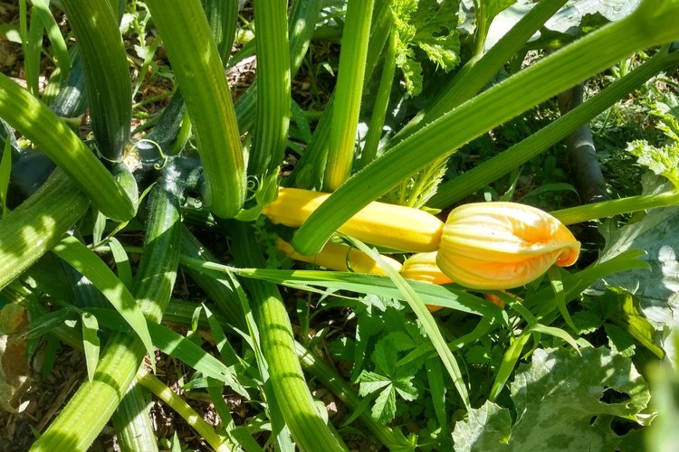 A zucchini